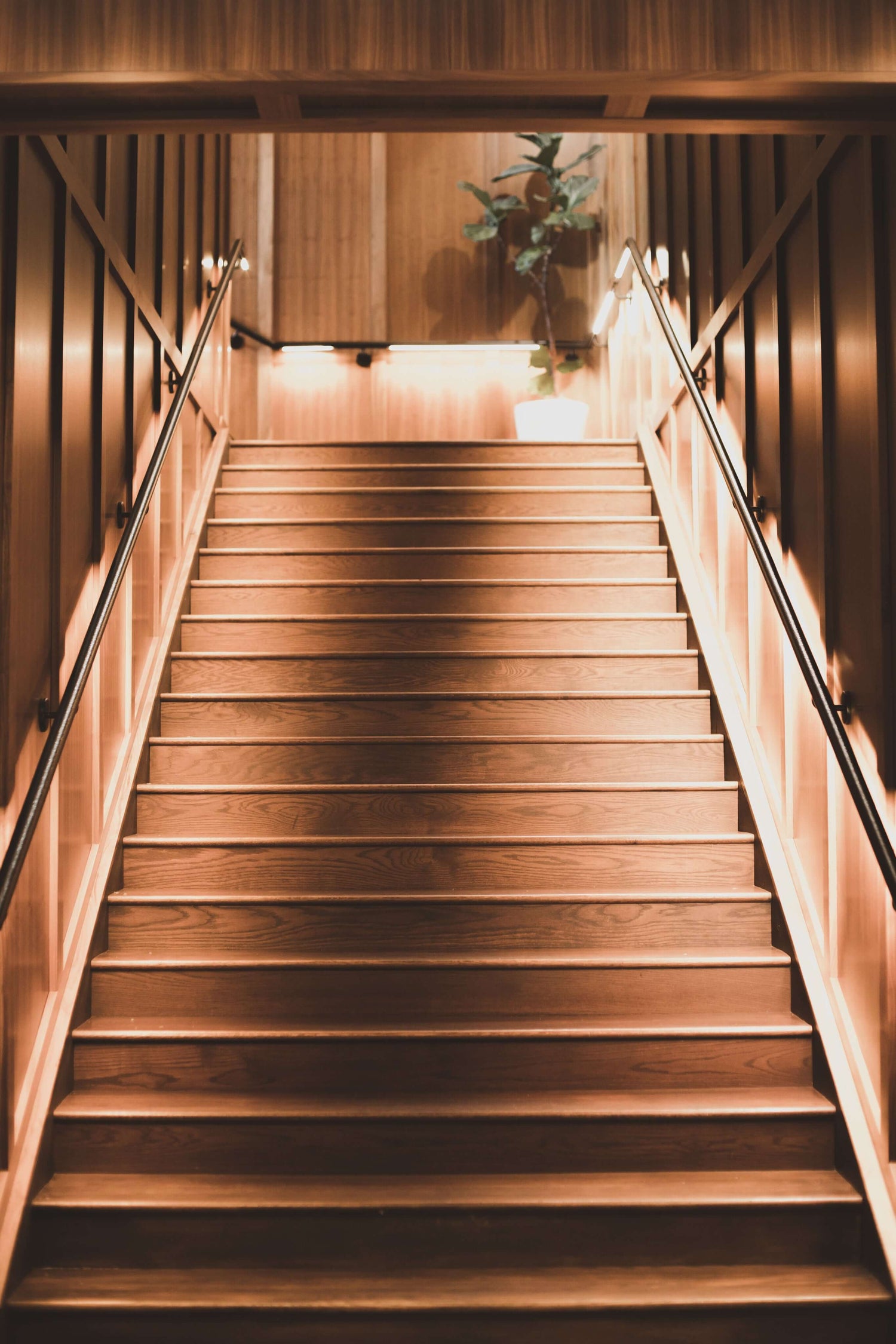 Treppe, Licht, Pflanze, Holz